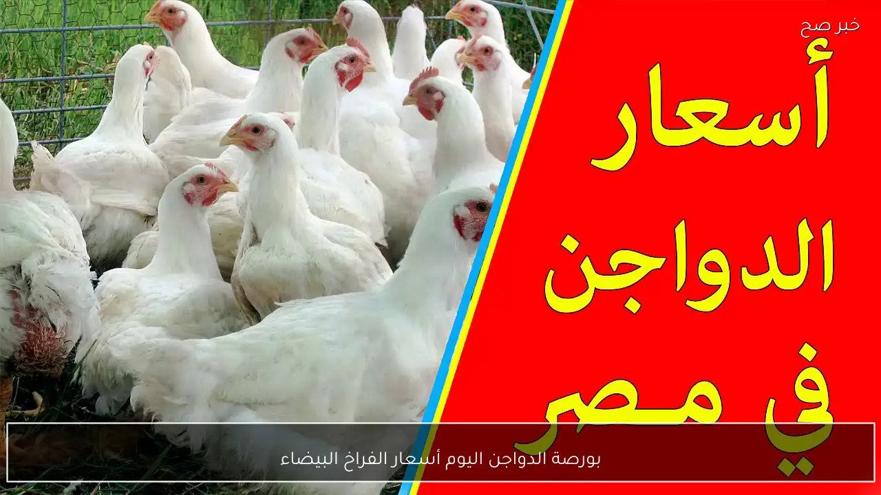 قفزة جديدة لأسعار الفراخ البيضاء في بورصة الدواجن اليوم في مصر.. الكيلو بكام؟