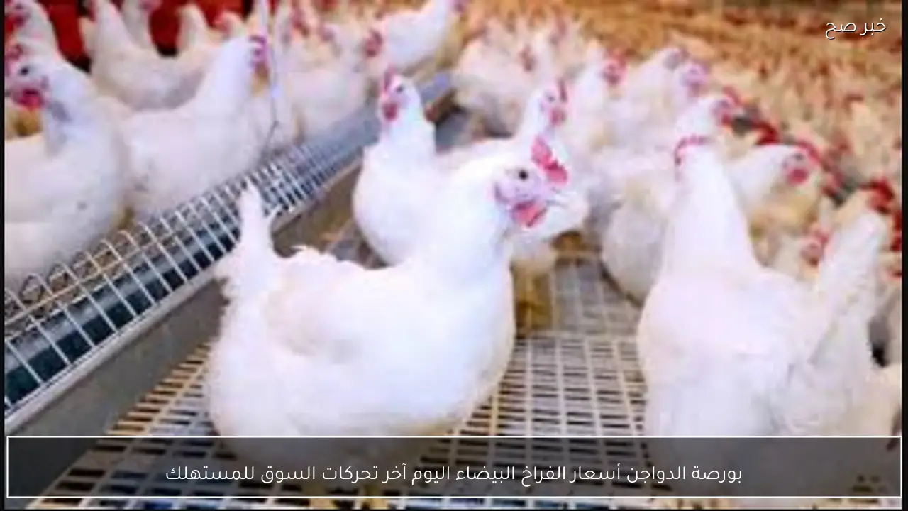 بورصة الدواجن أسعار الفراخ البيضاء اليوم آخر تحركات السوق للمستهلك