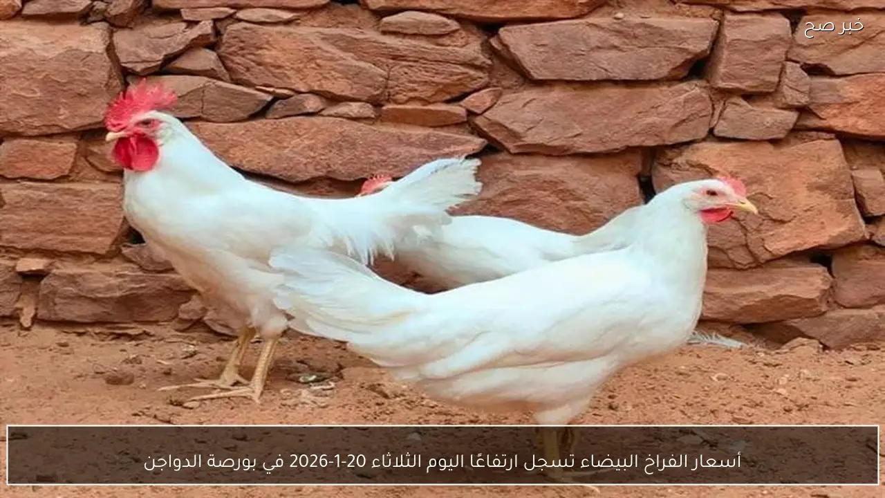أسعار الفراخ البيضاء تسجل ارتفاعًا اليوم الثلاثاء 20-1-2026 في بورصة الدواجن