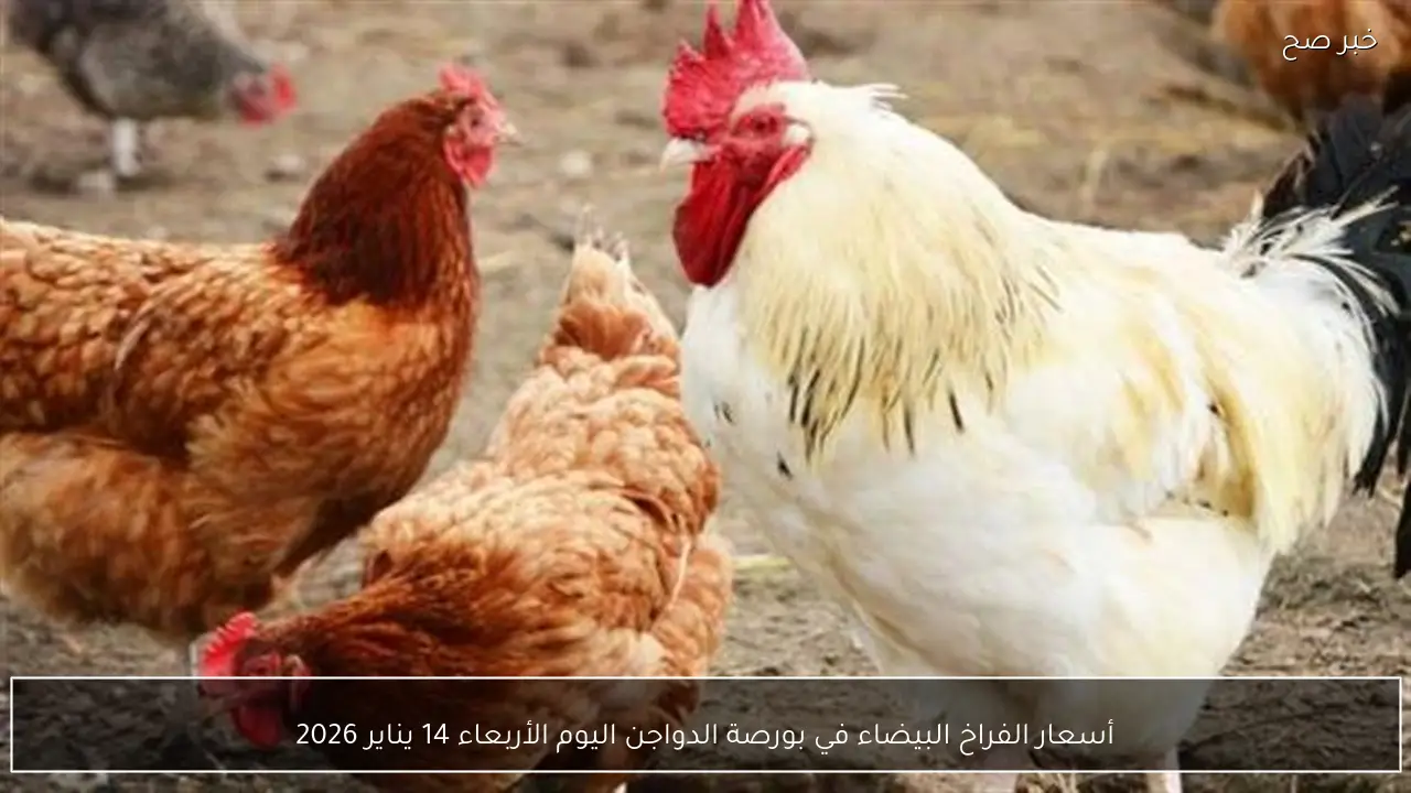 أسعار الفراخ البيضاء في بورصة الدواجن اليوم الأربعاء 14 يناير 2026