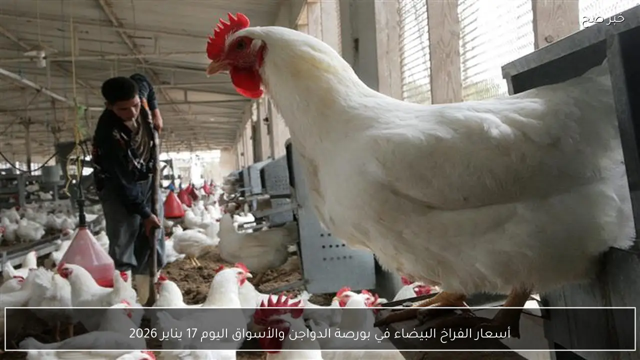أسعار الفراخ البيضاء في بورصة الدواجن والأسواق اليوم 17 يناير 2026