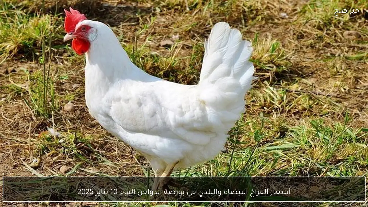 أسعار الفراخ البيضاء والبلدي في بورصة الدواجن اليوم 10 يناير 2025