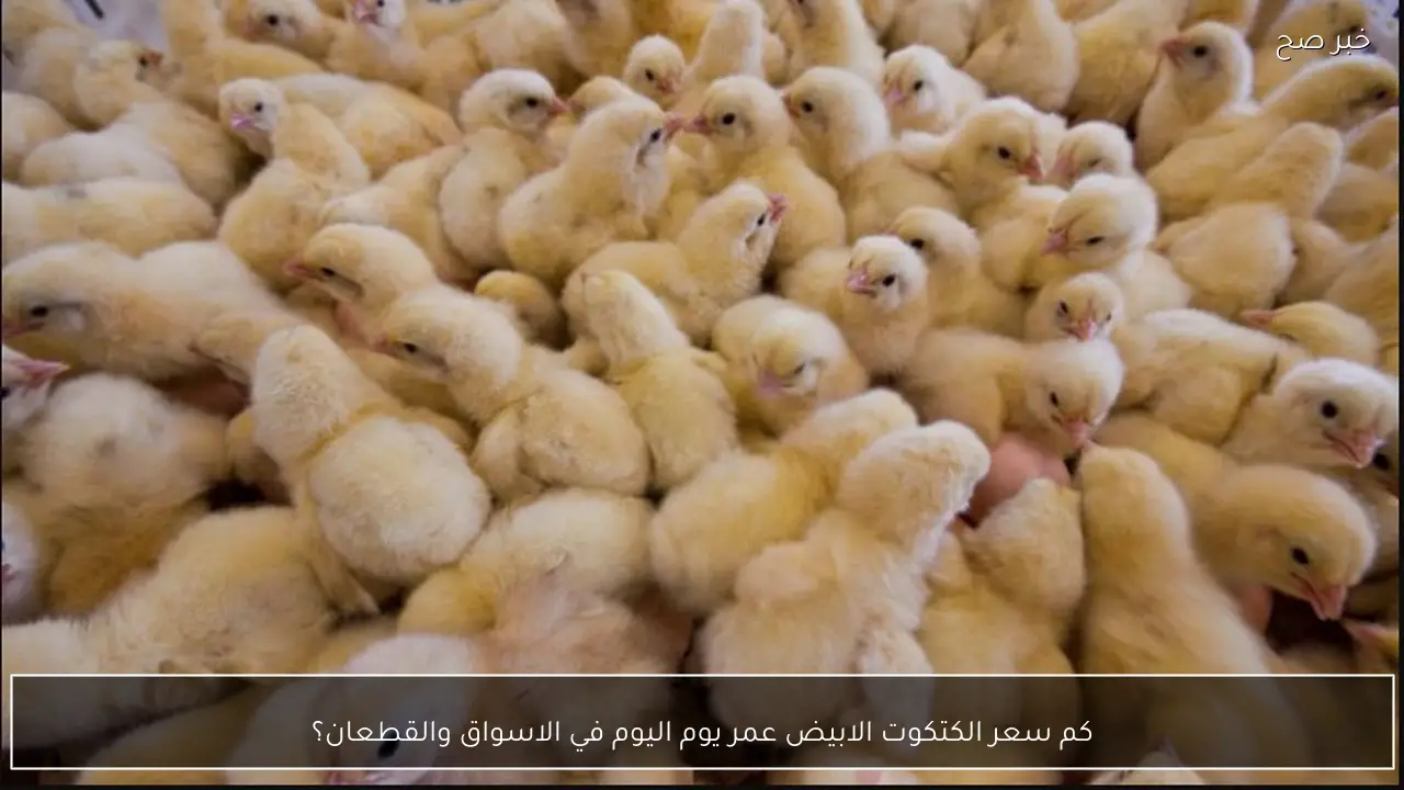 كم سعر الكتكوت الابيض عمر يوم اليوم في الاسواق والقطعان؟