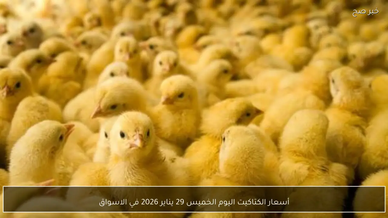 أسعار الكتاكيت اليوم الخميس 29 يناير 2026 تشهد استقرارًا نسبيًا في الأسواق