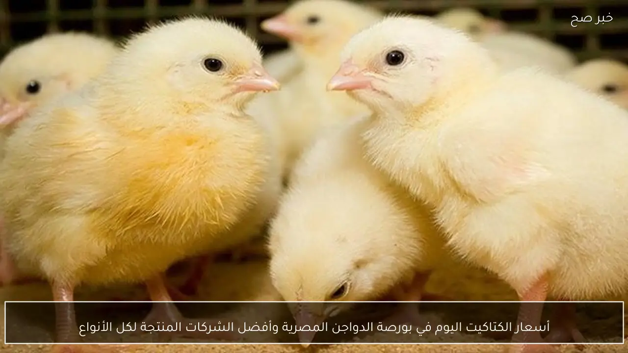 أسعار الكتاكيت اليوم في بورصة الدواجن المصرية وأفضل الشركات المنتجة لكل الأنواع