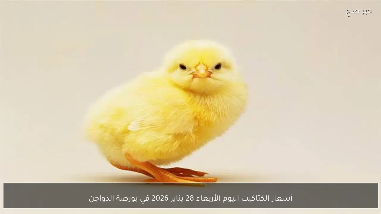 أسعار الكتاكيت اليوم الأربعاء 28 يناير 2026 في بورصة الدواجن