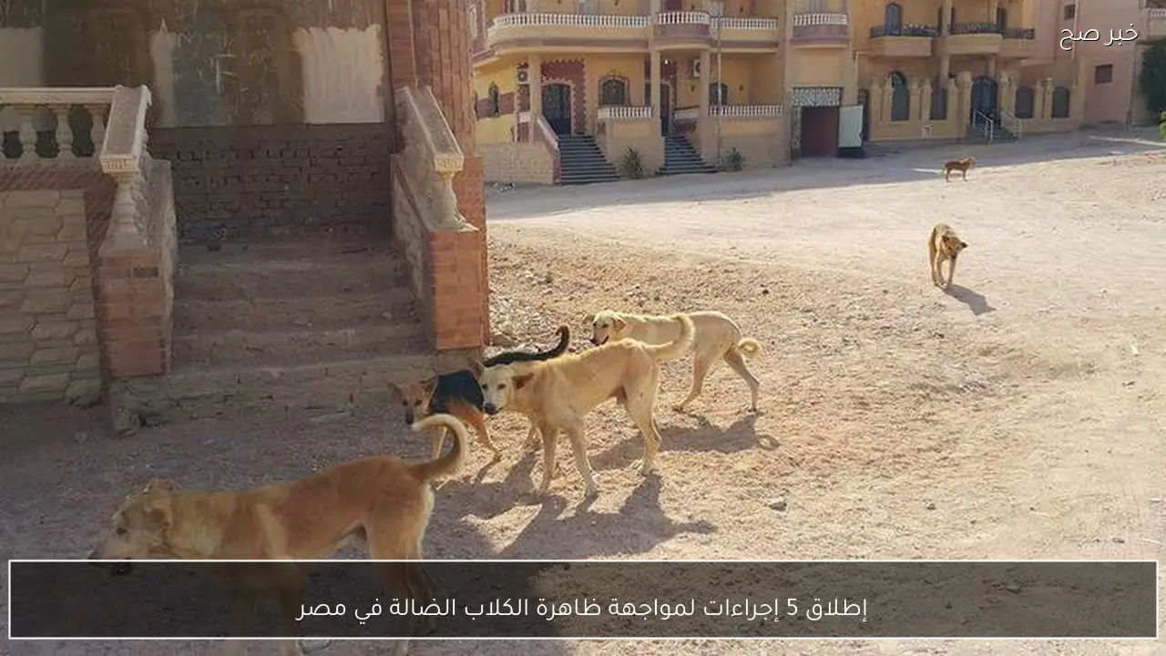 إطلاق 5 إجراءات لمواجهة ظاهرة الكلاب الضالة في مصر