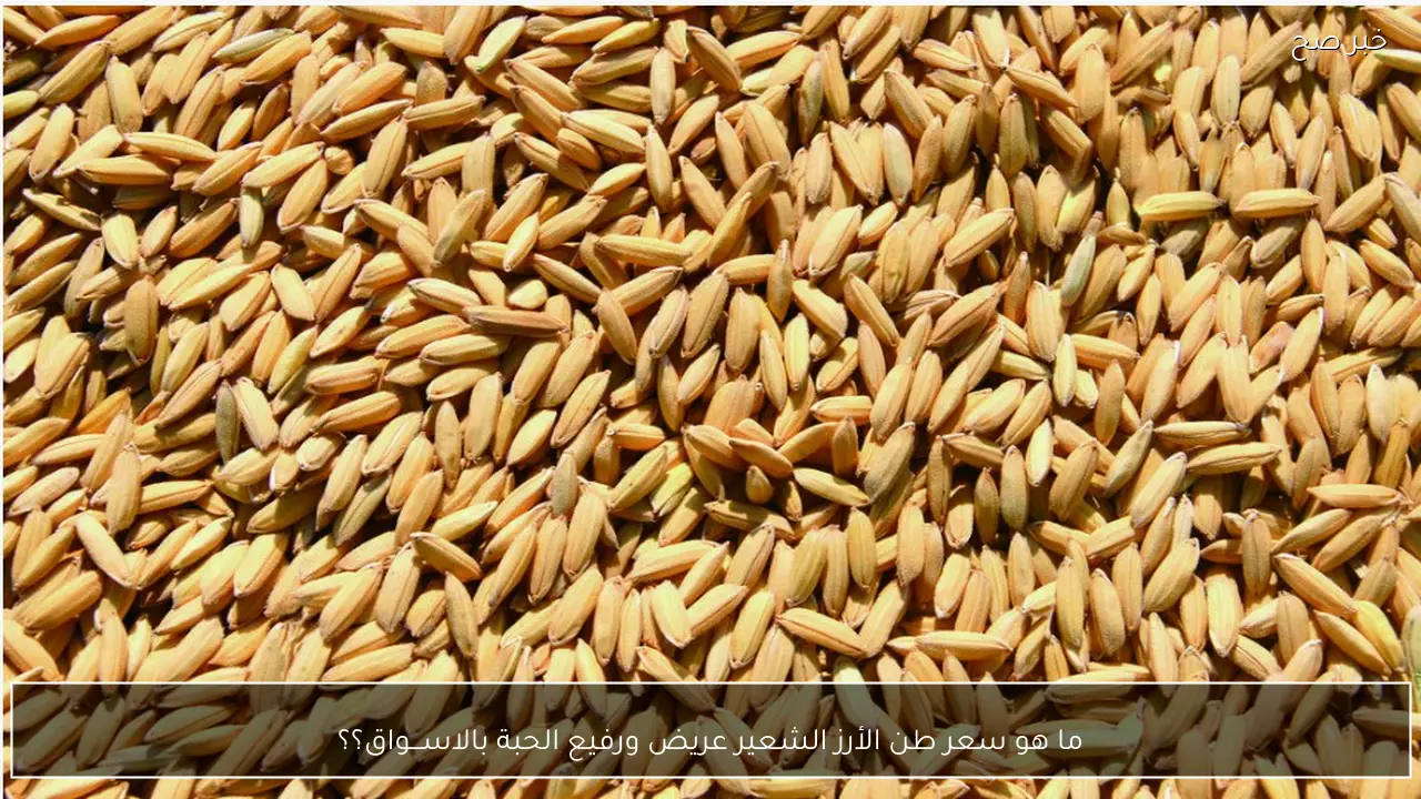 ما هو سعر طن الأرز الشعير عريض ورفيع الحبة بالاســـواق؟؟
