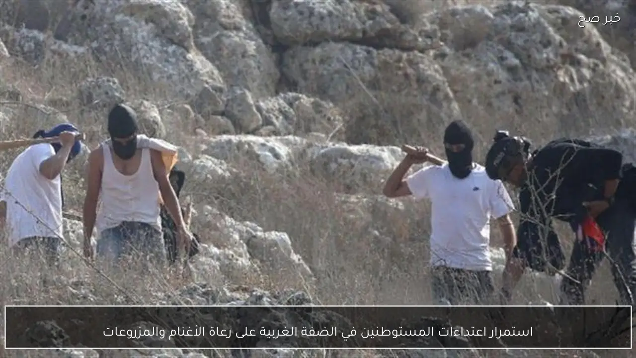 استمرار اعتداءات المستوطنين في الضفة الغربية على رعاة الأغنام والمزروعات