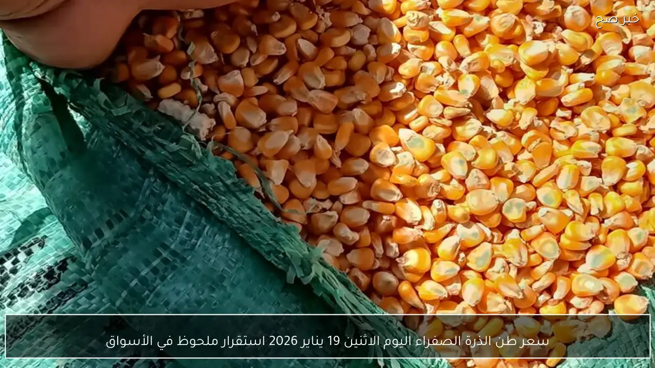 سعر طن الذرة الصفراء اليوم  الاثنين 19 يناير 2026 استقرار ملحوظ في الأسواق