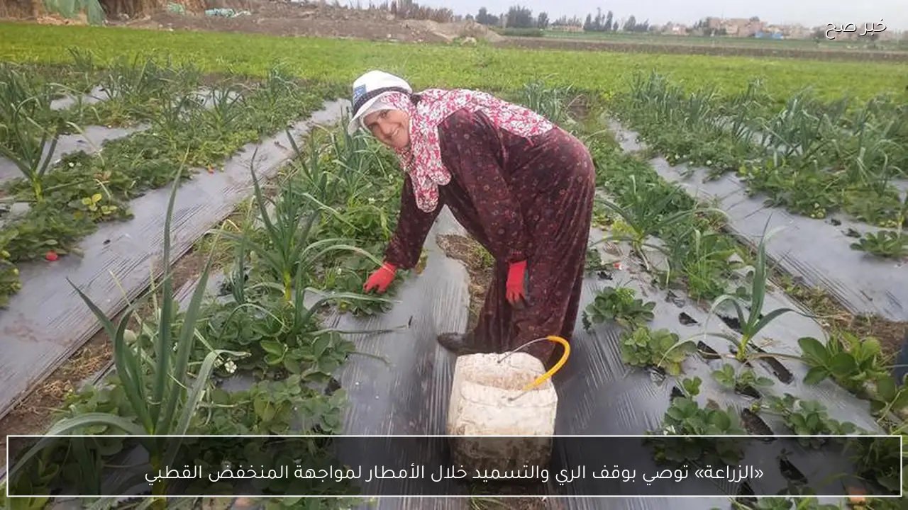 «الزراعة» توصي بوقف الري والتسميد خلال الأمطار لمواجهة المنخفض القطبي