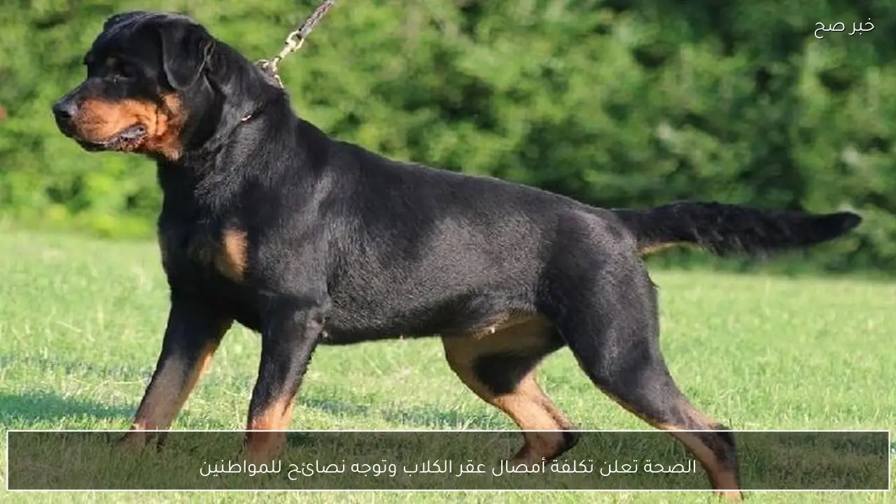 الصحة تعلن تكلفة أمصال عقر الكلاب وتوجه نصائح للمواطنين