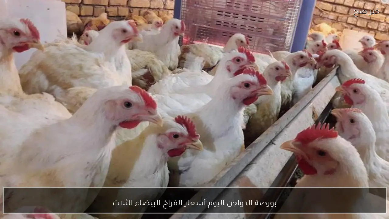 بورصة الدواجن اليوم أسعار الفراخ البيضاء الثلاثاء 27 يناير 2026 للمستهلك والتاجر