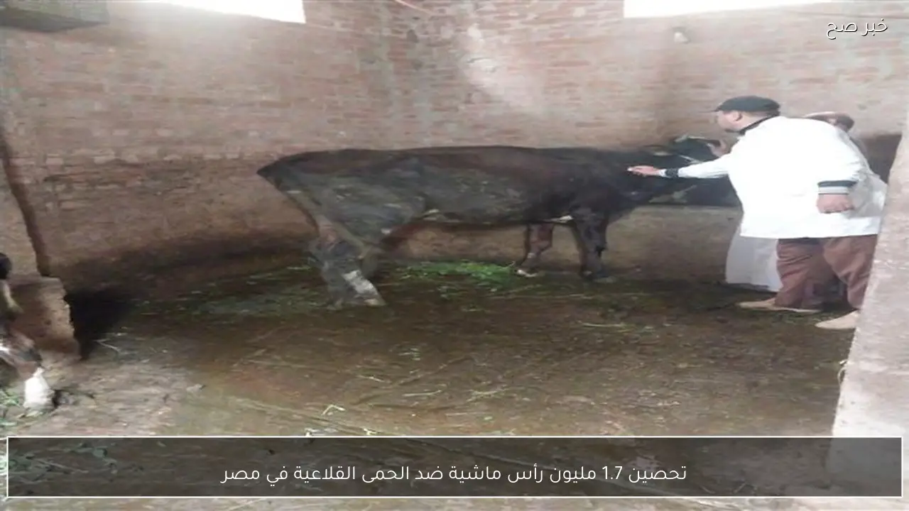 تحصين 1.7 مليون رأس ماشية ضد الحمى القلاعية في مصر