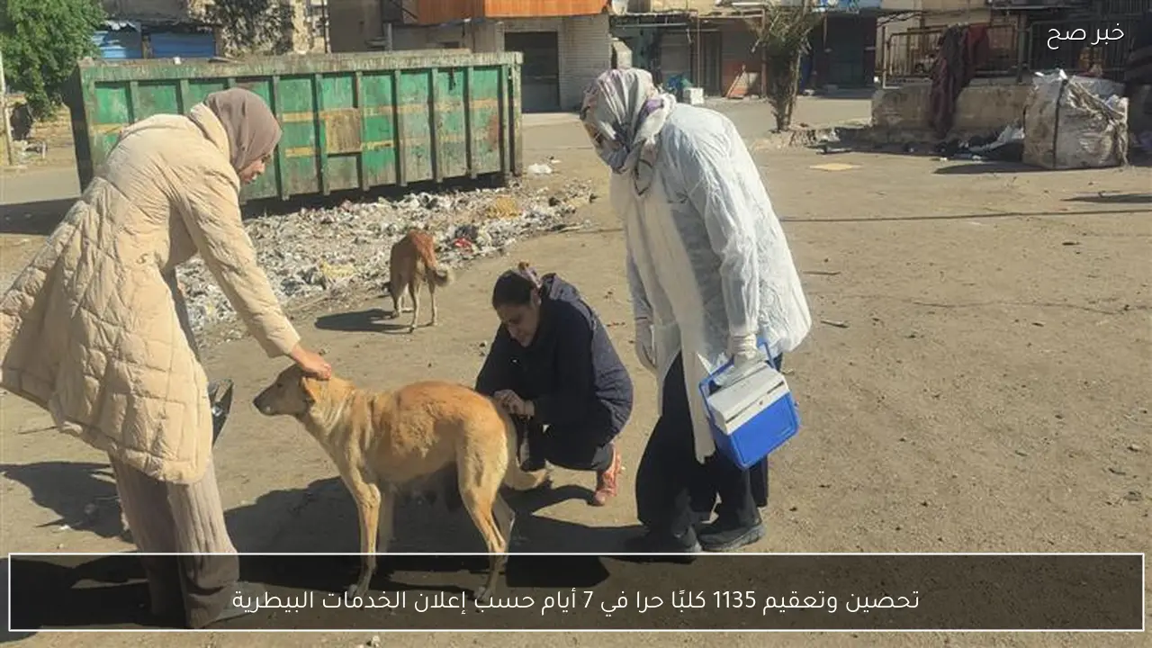 تحصين وتعقيم 1135 كلبًا حرا في 7 أيام حسب إعلان الخدمات البيطرية