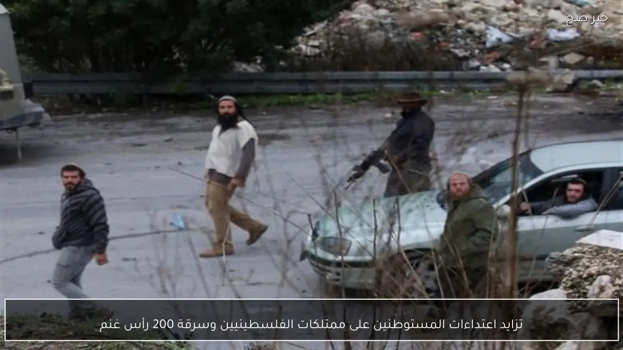 تزايد اعتداءات المستوطنين على ممتلكات الفلسطينيين وسرقة 200 رأس غنم