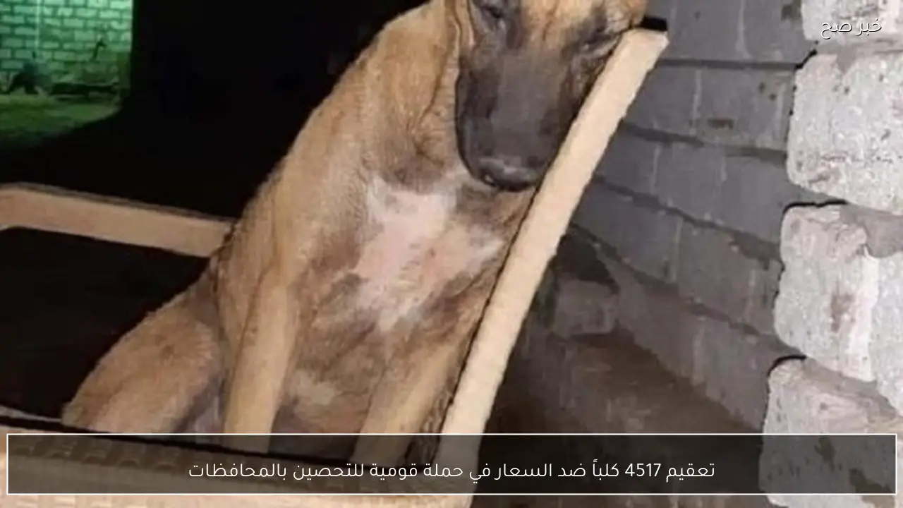 تعقيم 4517 كلباً ضد السعار في حملة قومية للتحصين بالمحافظات