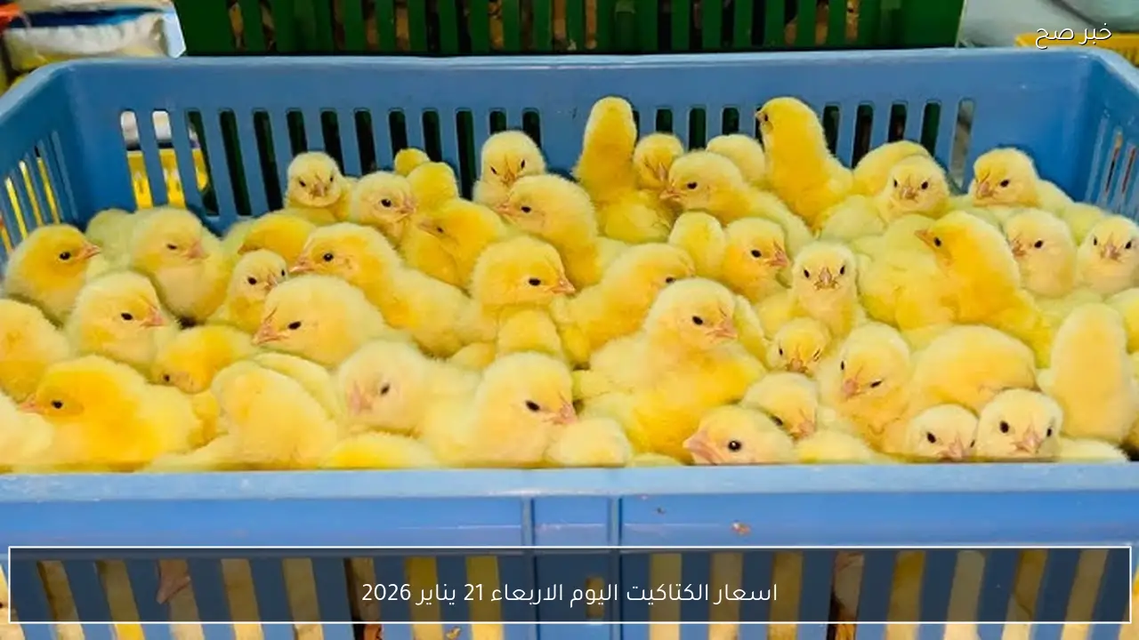 اسعار الكتاكيت اليوم الاربعاء 21 يناير 2026 في الاسواق والشركات