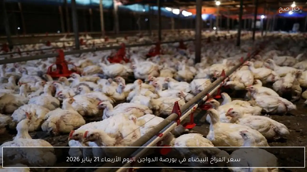 سعر الفراخ البيضاء في بورصة الدواجن اليوم الأربعاء 21 يناير 2026