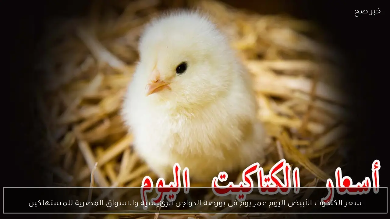 سعر الكتكوت الأبيض اليوم عمر يوم في بورصة الدواجن والاسواق المصرية للمستهلكين