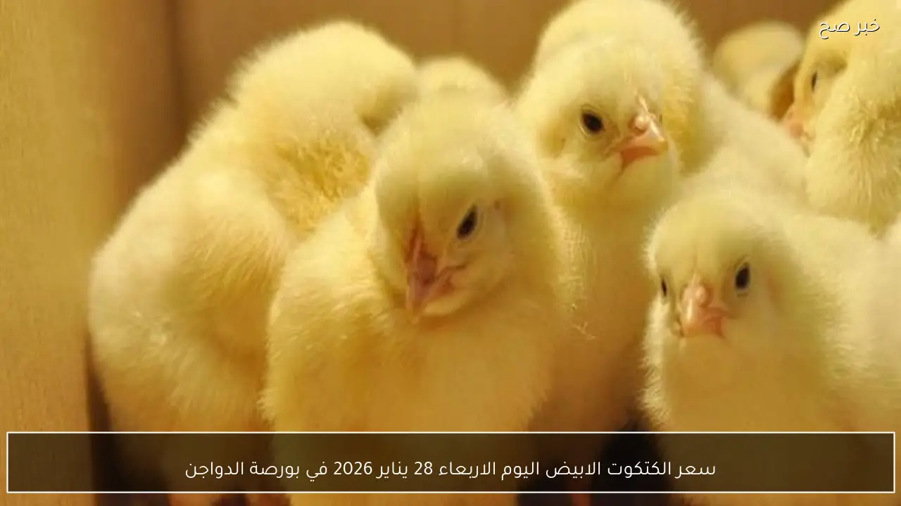 سعر الكتكوت الابيض اليوم الاربعاء 28 يناير 2026 في بورصة الدواجن