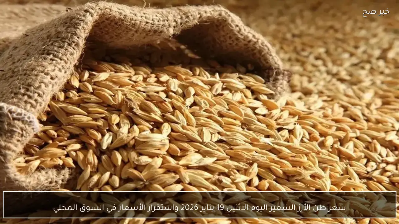سعر طن الأرز الشعير اليوم الاثنين 19 يناير 2026 واستقرار الأسعار في السوق المحلي
