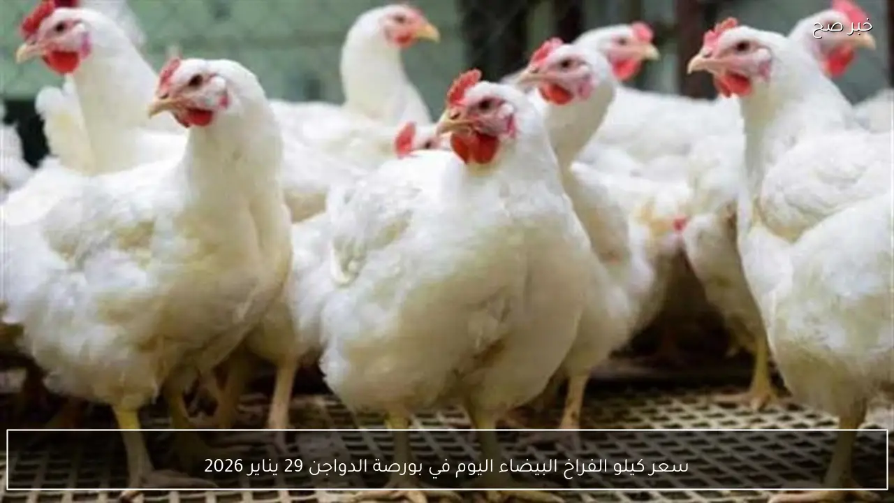 سعر كيلو الفراخ البيضاء اليوم في بورصة الدواجن 29 يناير 2026
