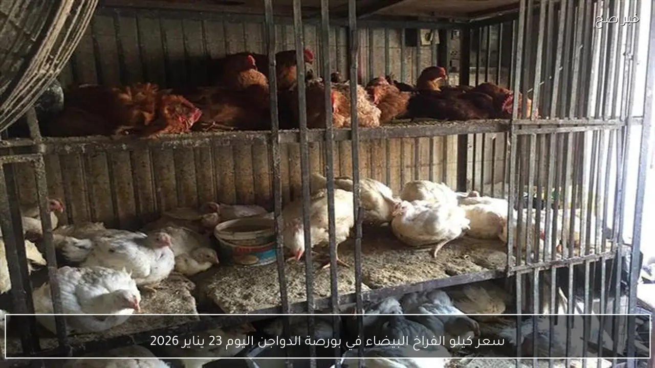 سعر كيلو الفراخ البيضاء في بورصة الدواجن اليوم 23 يناير 2026