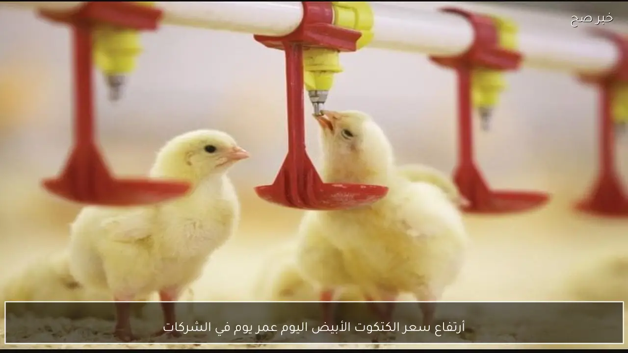 أرتفاع سعر الكتكوت الأبيض اليوم عمر يوم في الشركات