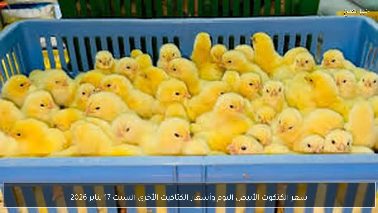 سعر الكتكوت الأبيض اليوم السبت 17 يناير 2026 يشهد تحركًا جديدًا في الأسواق