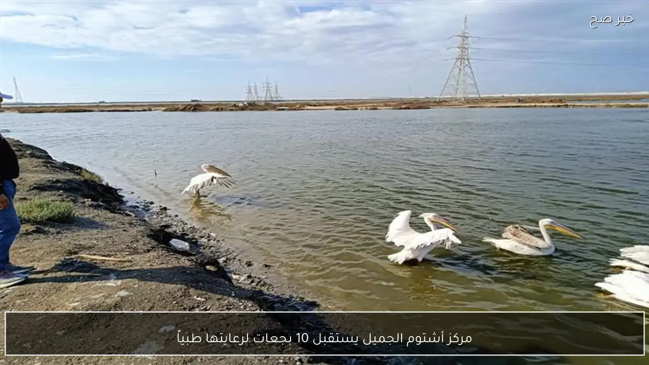 مركز أشتوم الجميل يستقبل 10 بجعات لرعايتها طبياً