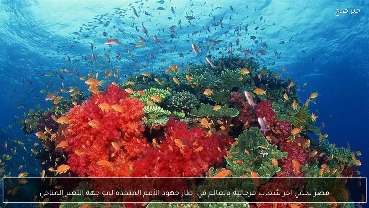 مصر تحمي آخر شعاب مرجانية بالعالم في إطار جهود الأمم المتحدة لمواجهة التغير المناخي