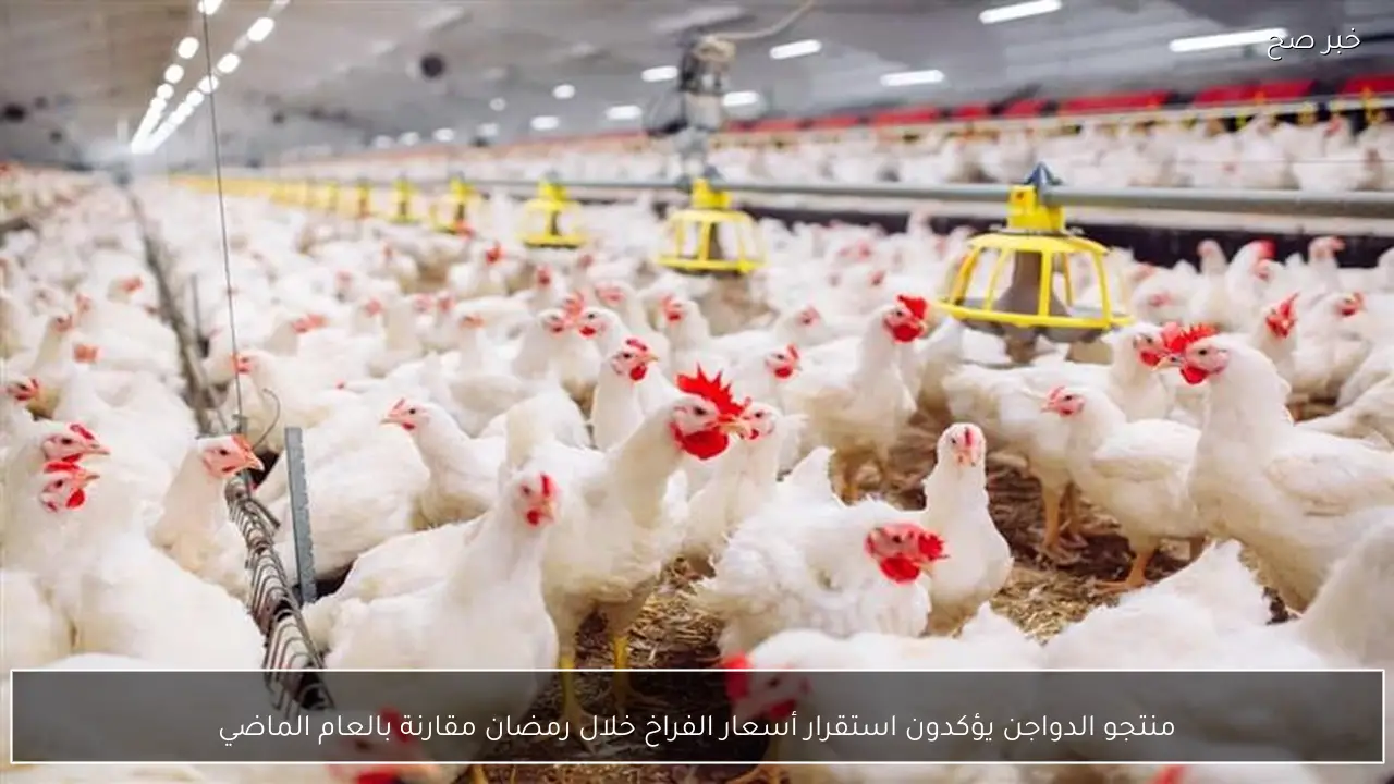 منتجو الدواجن يؤكدون استقرار أسعار الفراخ خلال رمضان مقارنة بالعام الماضي