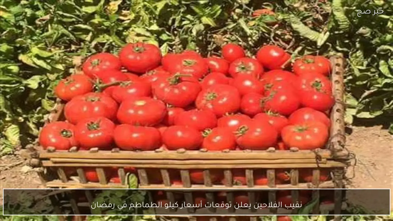 نقيب الفلاحين يعلن توقعات أسعار كيلو الطماطم في رمضان