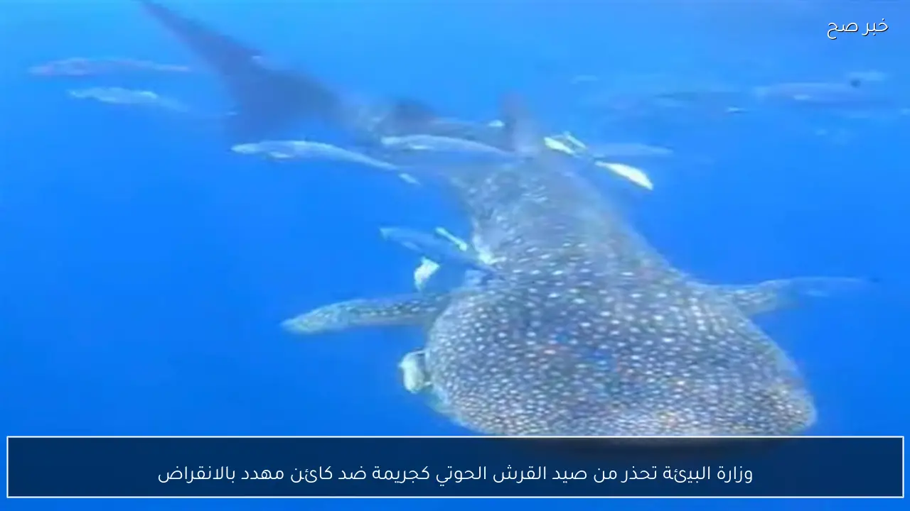 وزارة البيئة تحذر من صيد القرش الحوتي كجريمة ضد كائن مهدد بالانقراض