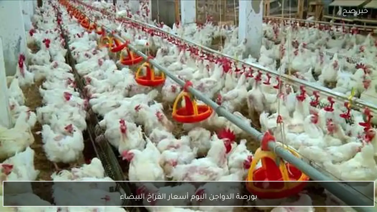 ارتفاع بورصة الدواجن اليوم أسعار الفراخ البيضاء الاربعاء 11-2-2026 في بداية التعاملات الصباحية