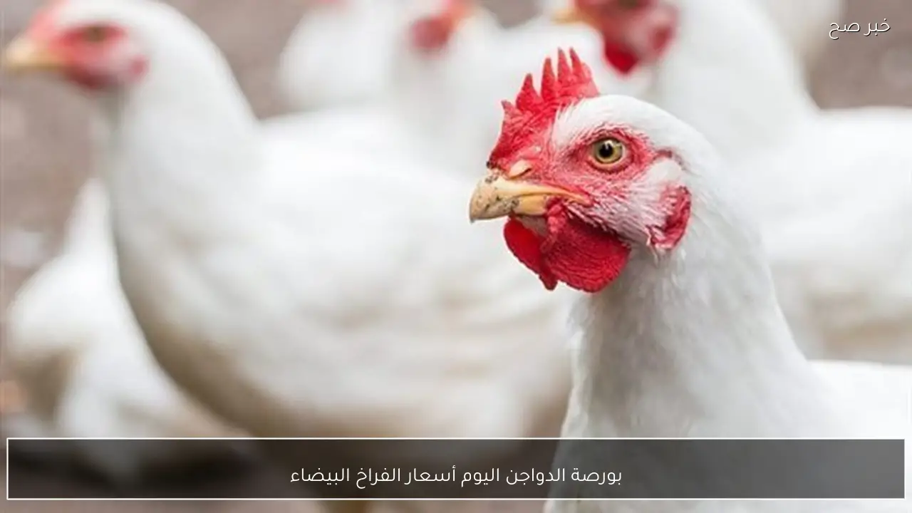 ارتفاع بورصة الدواجن اليوم أسعار الفراخ البيضاء الثلاثاء 3 فبراير 2026 وفق آخر تحديث بمنتصف التعاملات