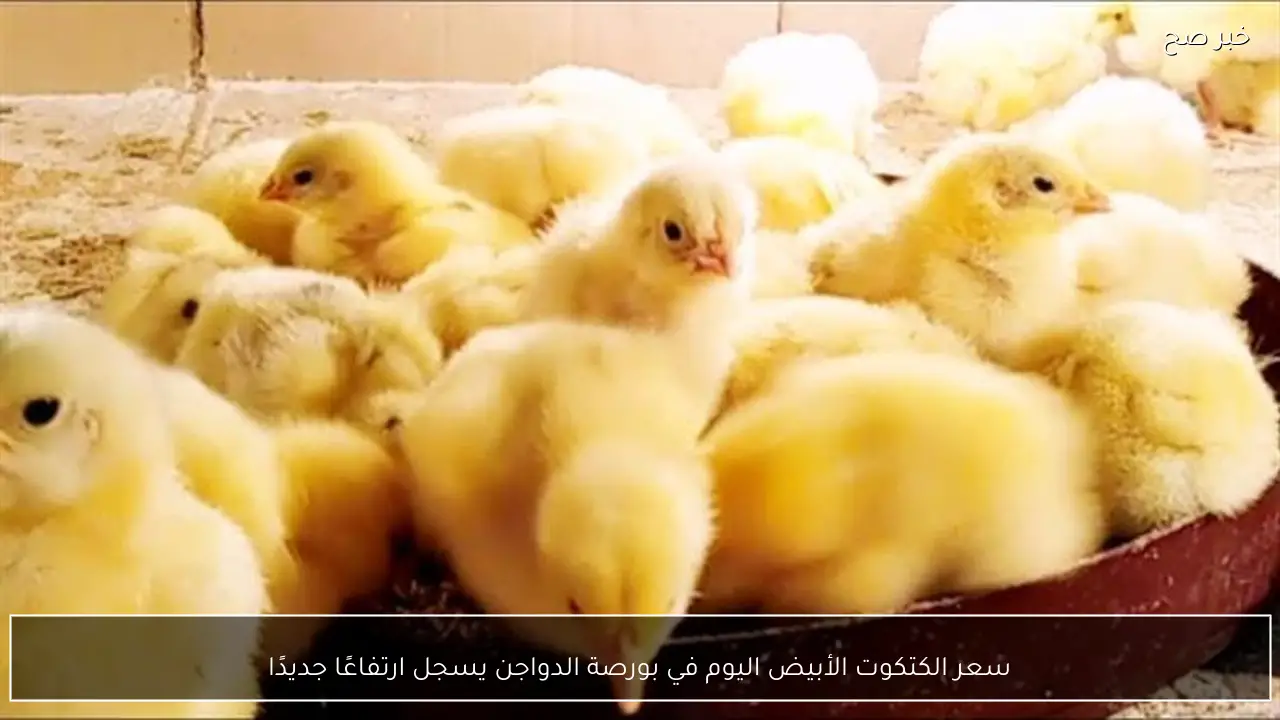 سعر الكتكوت الأبيض اليوم في بورصة الدواجن يسجل ارتفاعًا جديدًا