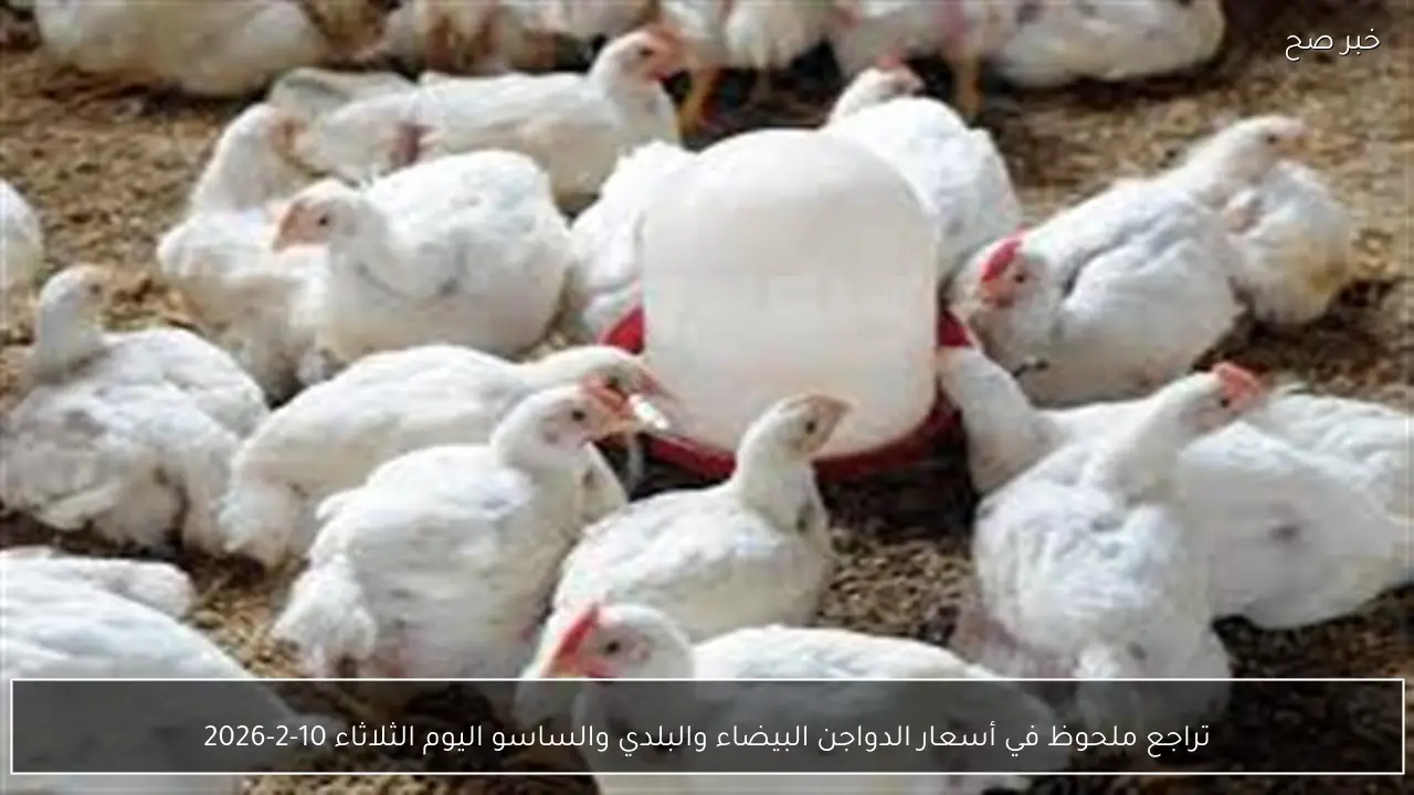 تراجع ملحوظ في أسعار الدواجن البيضاء والبلدي والساسو اليوم الثلاثاء 10-2-2026