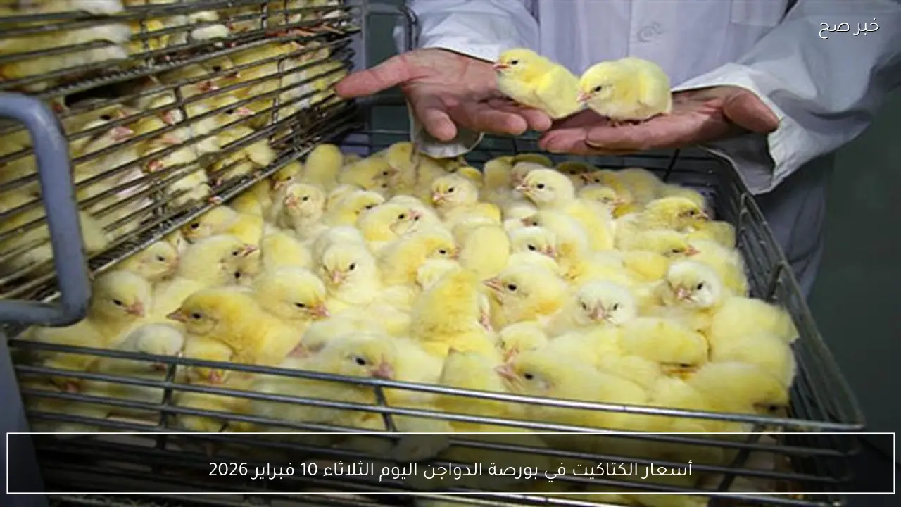 أسعار الكتاكيت في بورصة الدواجن اليوم الثلاثاء 10 فبراير 2026
