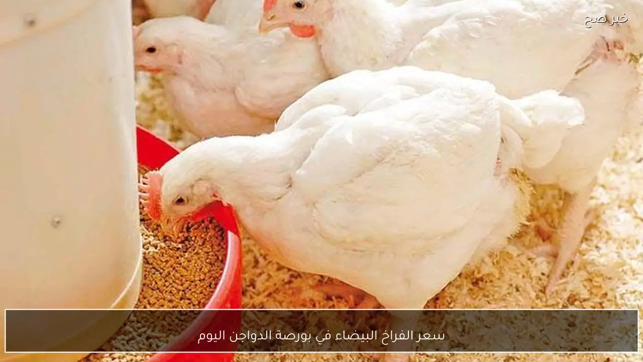 سعر الفراخ البيضاء في بورصة الدواجن اليوم