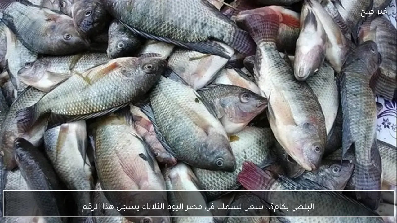 البلطي بكام؟.. سعر السمك في مصر اليوم الثلاثاء يسجل هذا الرقم