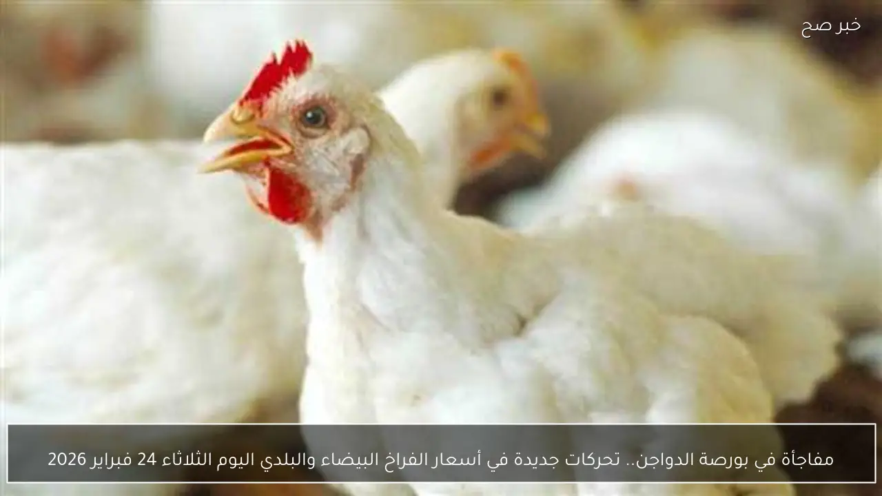 مفاجأة في بورصة الدواجن.. تحركات جديدة في أسعار الفراخ البيضاء والبلدي اليوم الثلاثاء 24 فبراير 2026