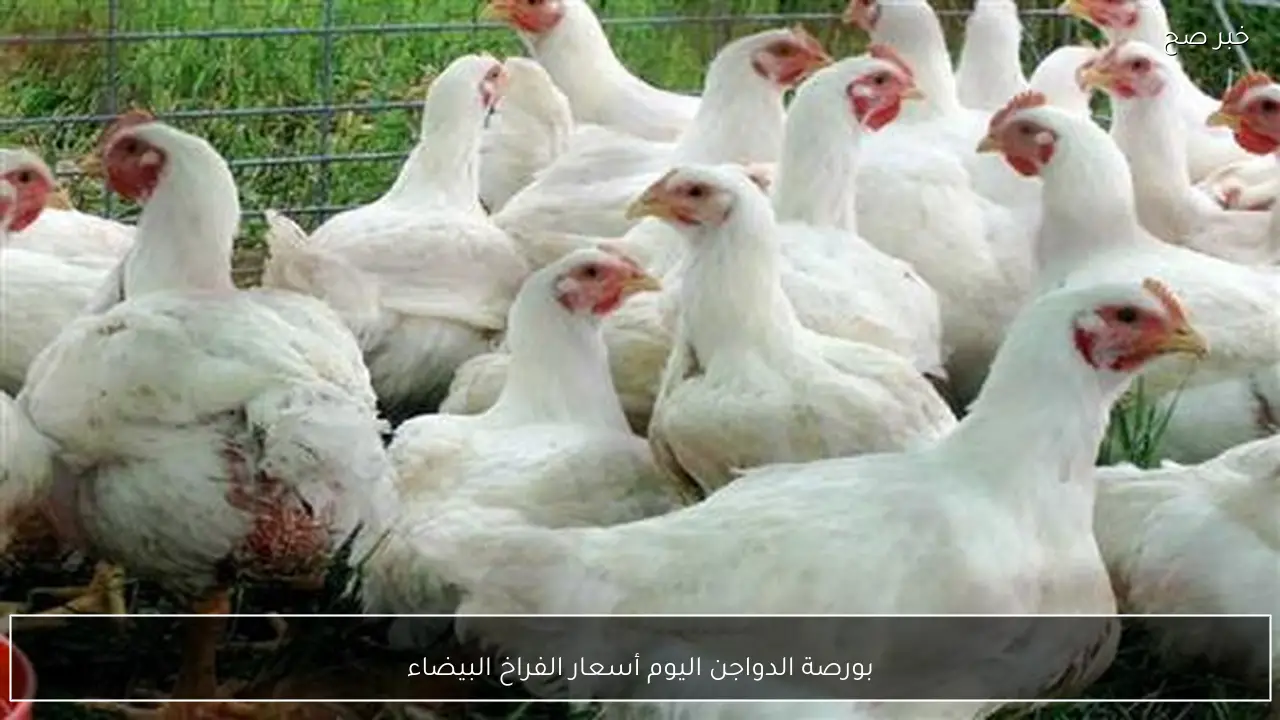 استقرار ام ارتفاع.. بورصة الدواجن اليوم أسعار الفراخ البيضاء السبت 21-2-2026 للمستهلك في مصر