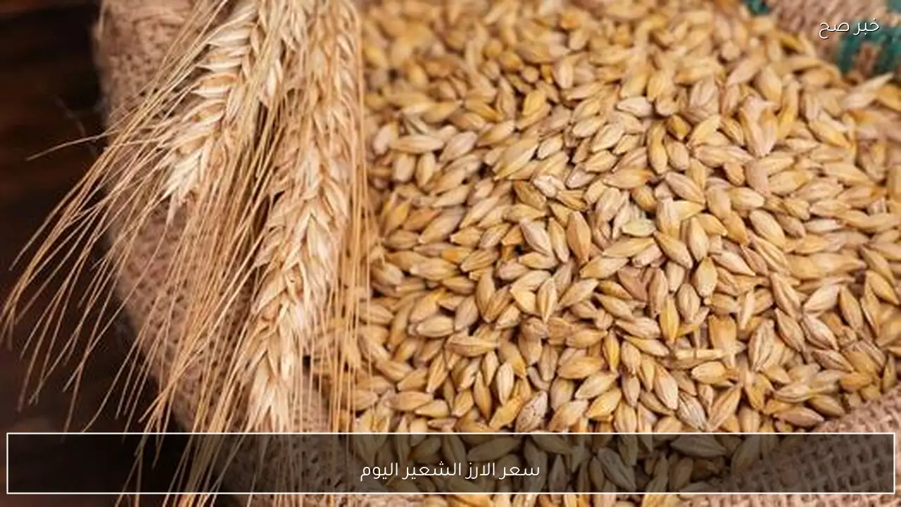 مباشر الان.. سعر الارز الشعير اليوم الثلاثاء 3 فبراير 2026 للمستهلكين بالاسواق المحلية