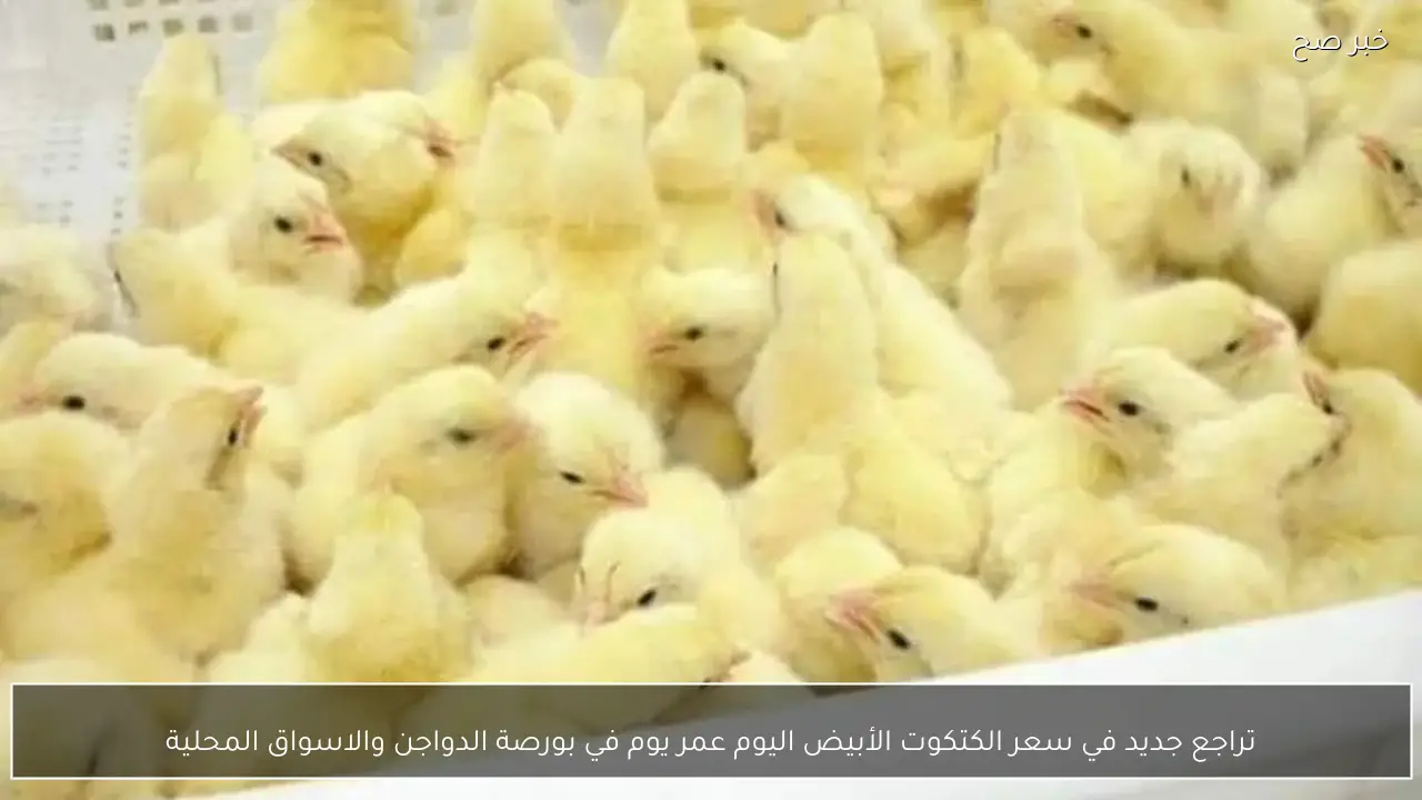 تراجع جديد في سعر الكتكوت الأبيض اليوم عمر يوم في بورصة الدواجن والاسواق المحلية