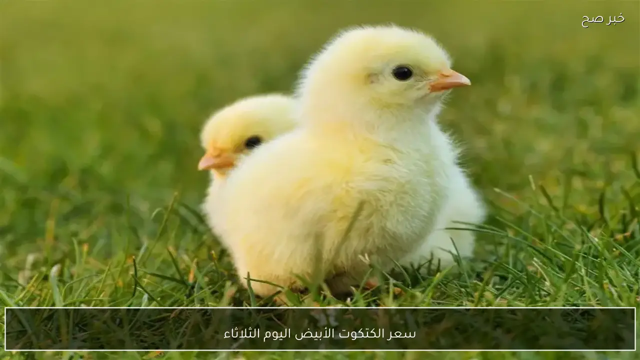 استقرار سعر الكتكوت الأبيض اليوم الثلاثاء 24 فبراير 2026 في الاسواق المحلية وبورصة الدواجن