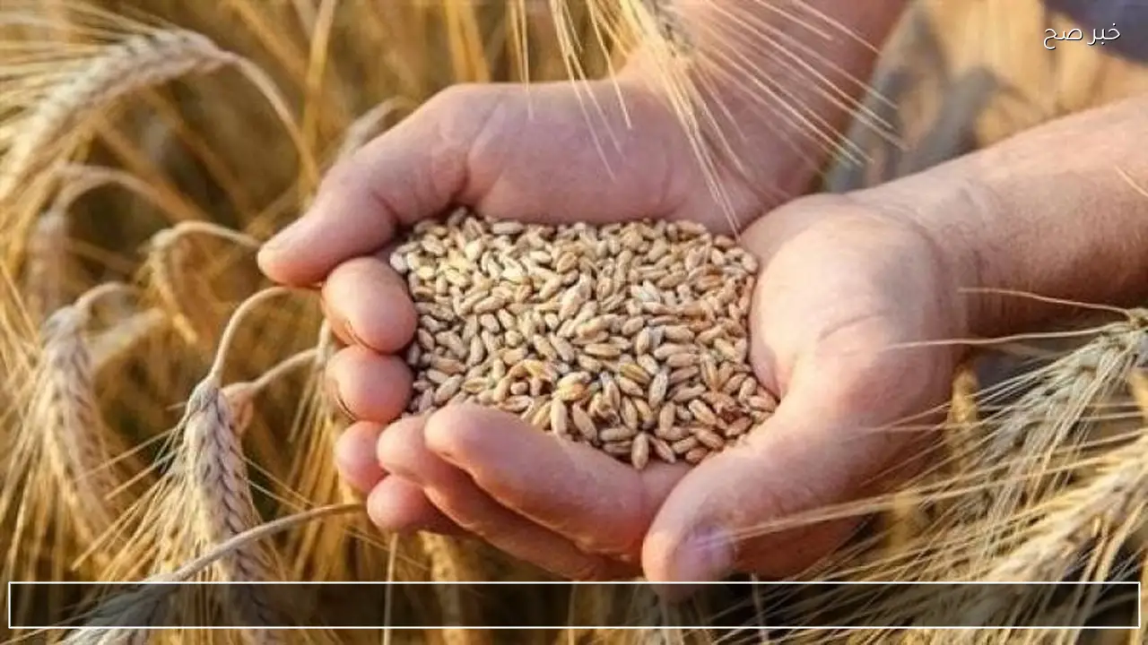 اسعار الارز الشعير اليوم.. هل نحن أمام موجة صعود جديدة؟