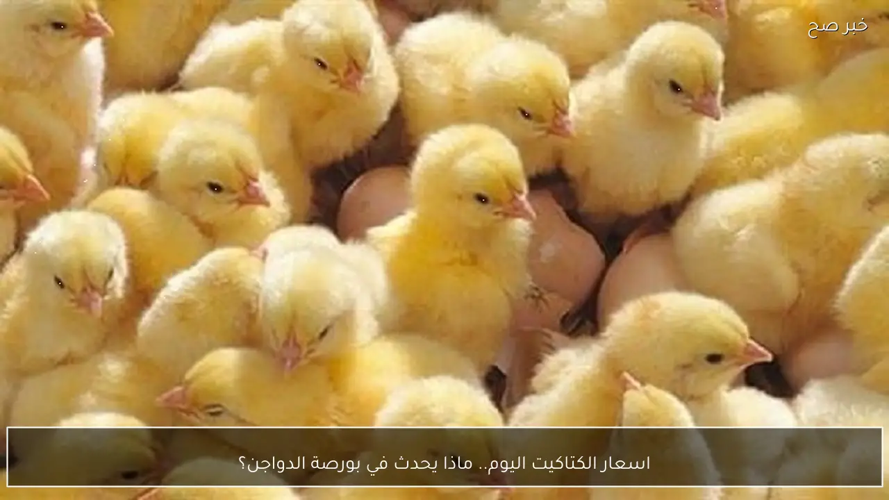 اسعار الكتاكيت اليوم 26 فبراير 2026.. ماذا يحدث في بورصة الدواجن؟