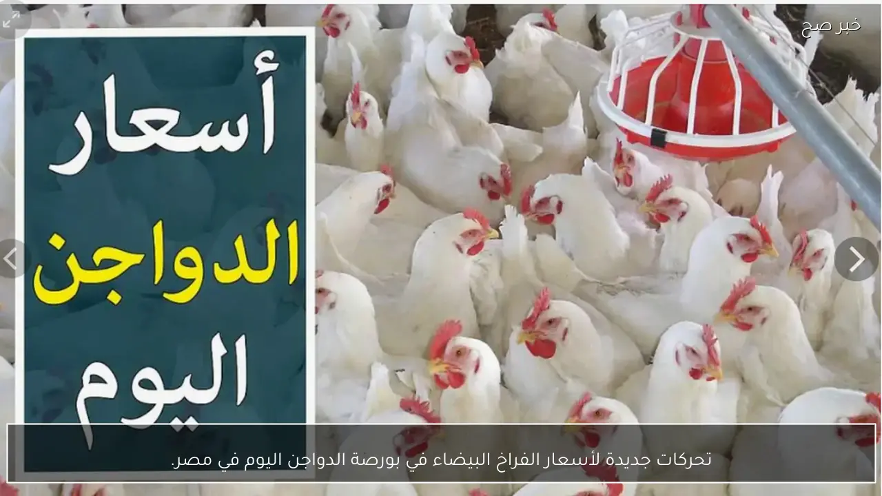 ارتفاع أسعار الفراخ البيضاء في بورصة الدواجن اليوم في مصر.. الكيلو بكام؟